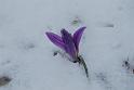 croco che spunta dalla neve